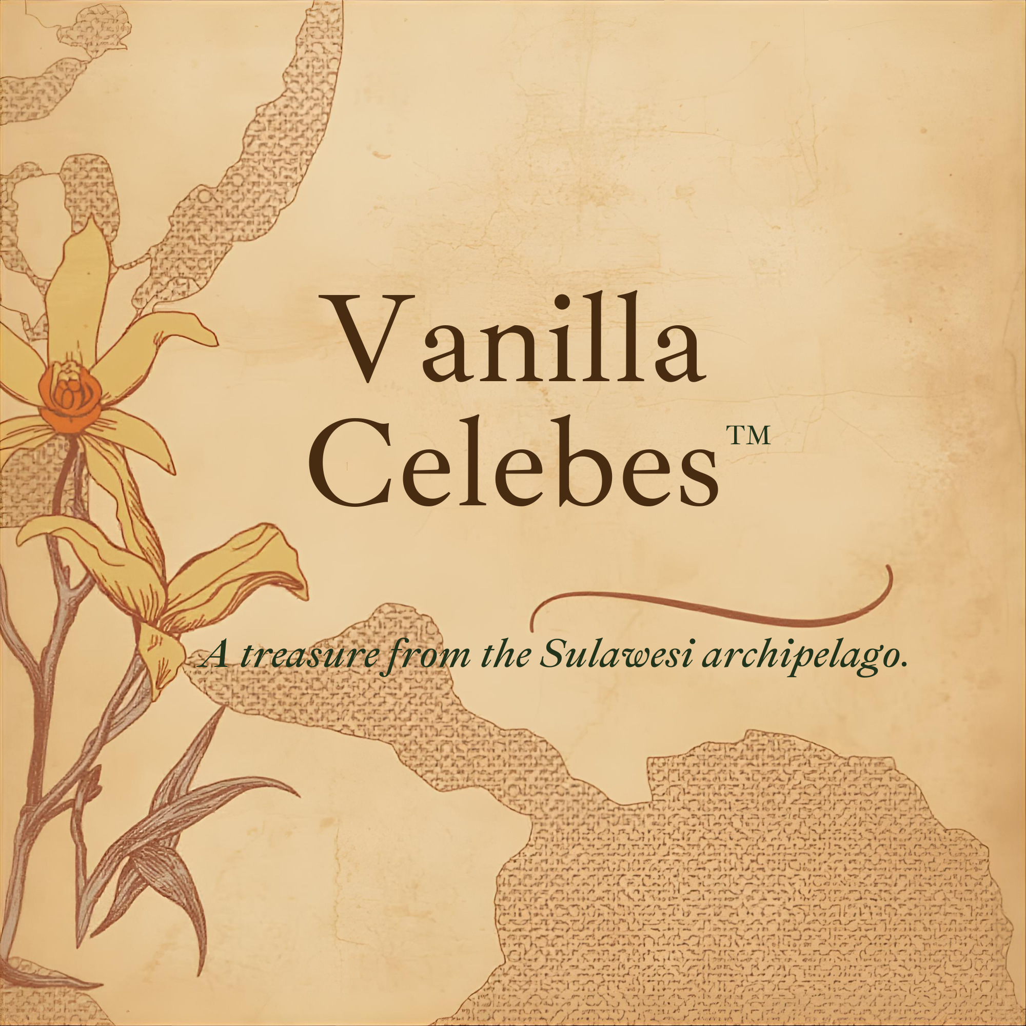 Vanilla Celebes